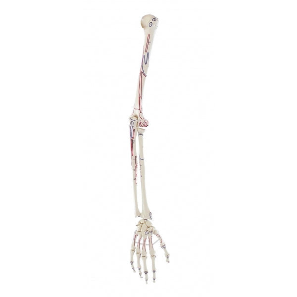 Skeleton of Arm with Muscle Marking - Erler Zimmer