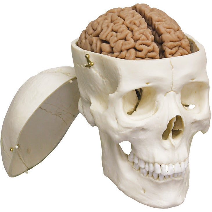 Human Brain - Actual Cast (For Male Skull) - Erler Zimmer