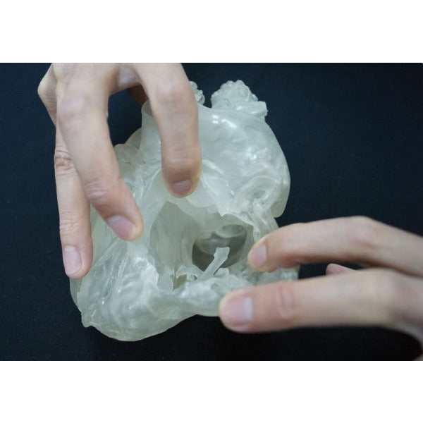 Heart Model - Professional - Clear - Erler Zimmer