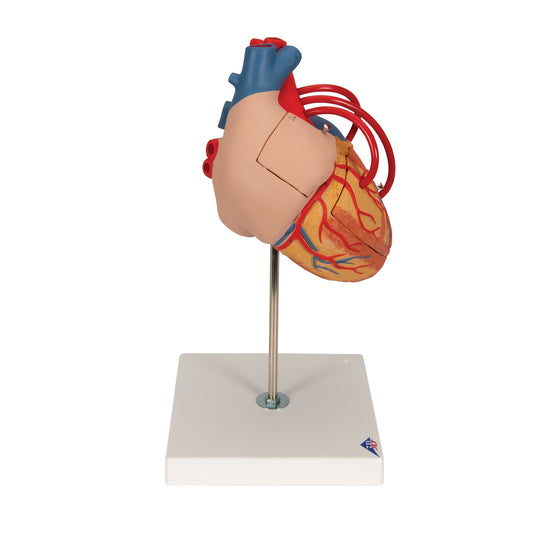 Human Heart Model with Bypass, 2 times Life-Size, 4 part - 3B Scientific