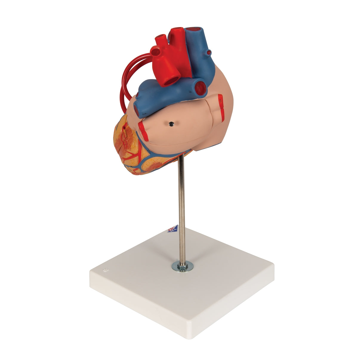 Human Heart Model with Bypass, 2 times Life-Size, 4 part - 3B Scientific