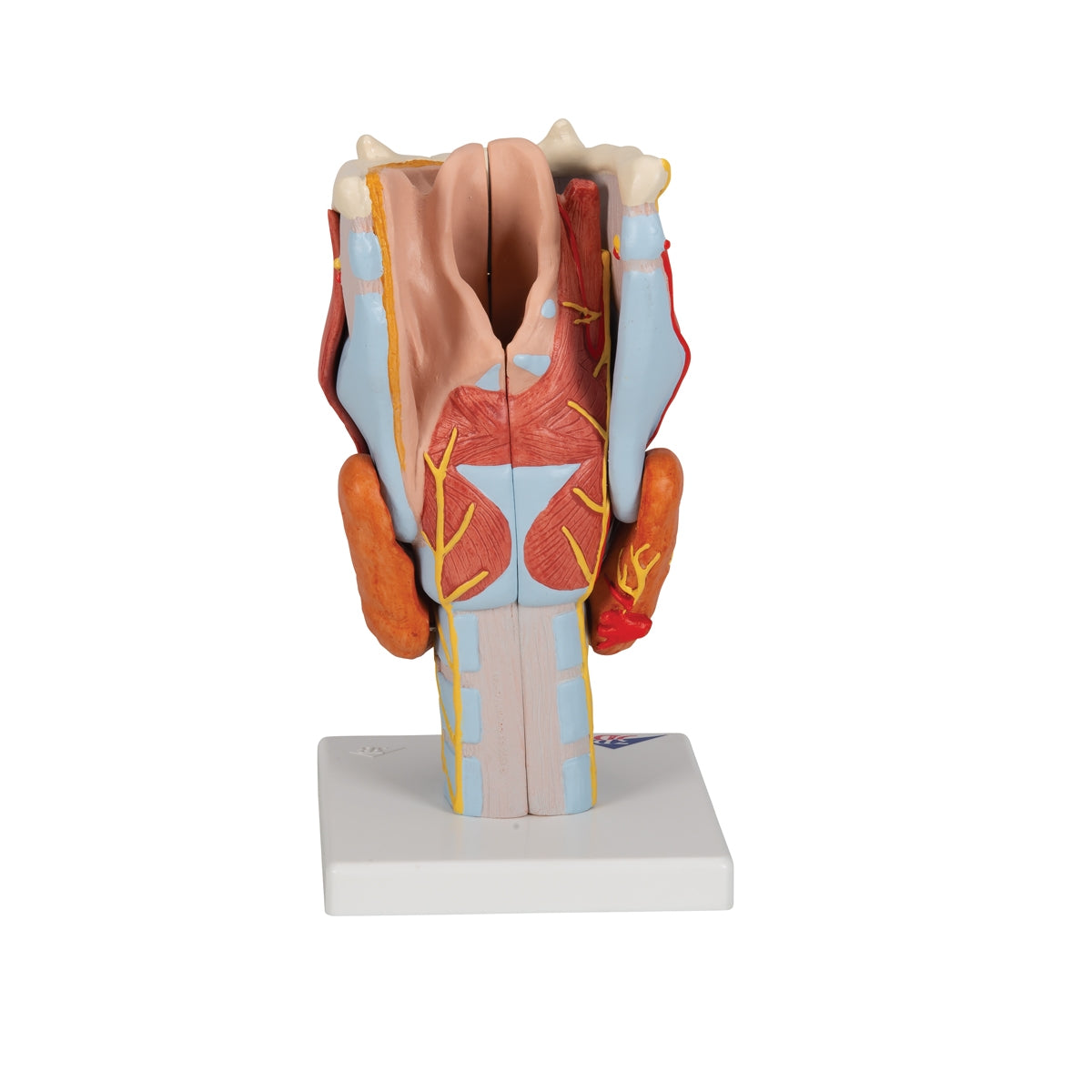 Human Larynx Model, 2 times Full-Size, 7 part - 3B Scientific