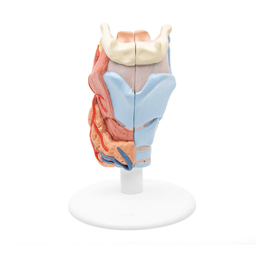 Human Larynx Model, 2 part - 3B Scientific