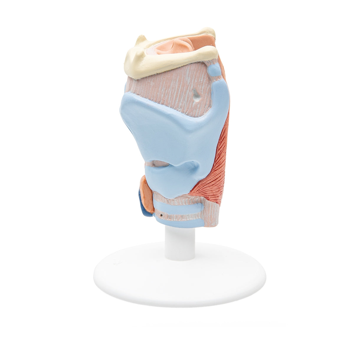 Human Larynx Model, 2 part - 3B Scientific
