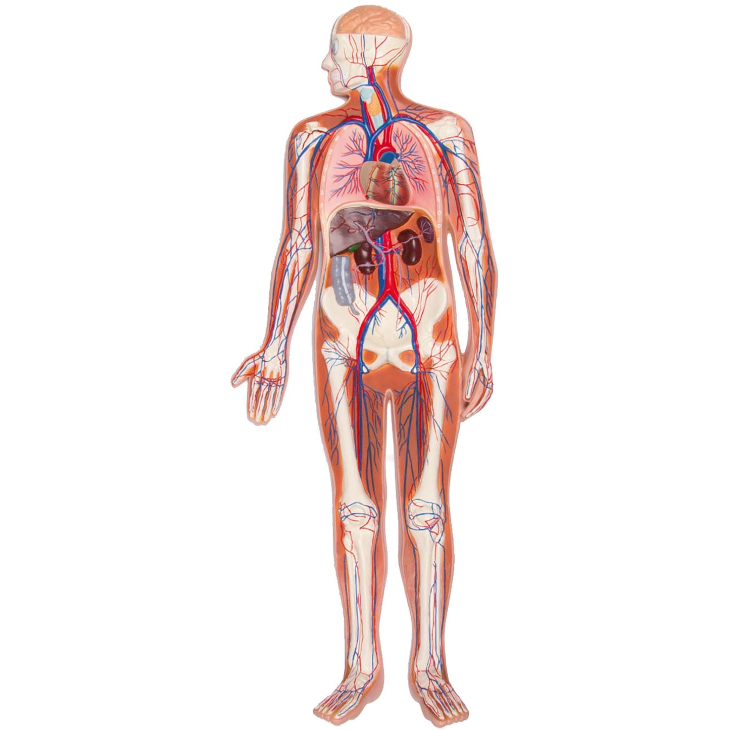 Erler Zimmer Circulatory System Relief Model - ½ Life Size -