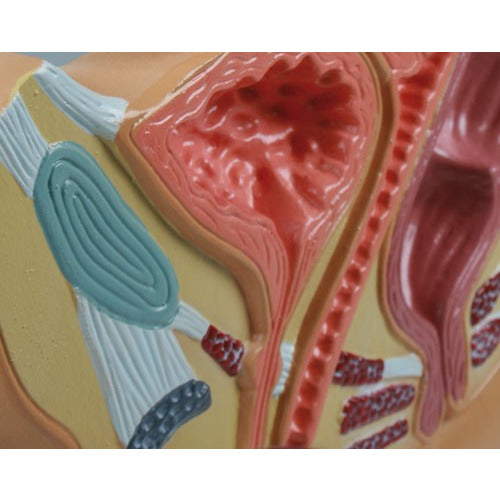 Female Pelvis Section - Reduced Size