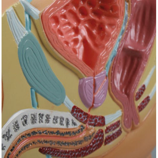 Male Pelvis Section - Reduced Size