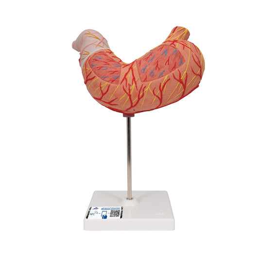 Human Stomach Model, 2 part - 3B Scientific