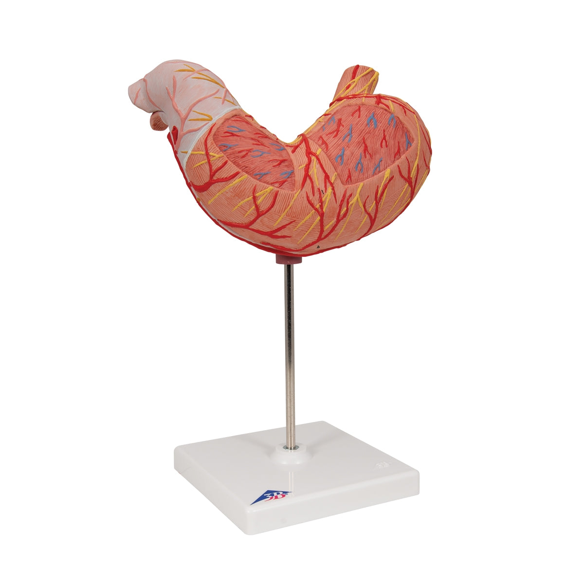 Human Stomach Model, 2 part - 3B Scientific