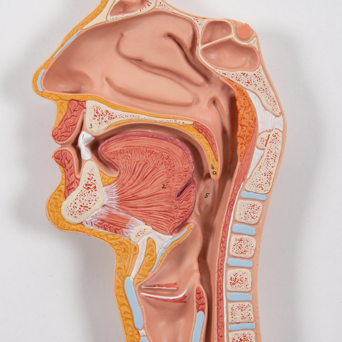 Human Digestive System Model, 3 part - 3B Scientific