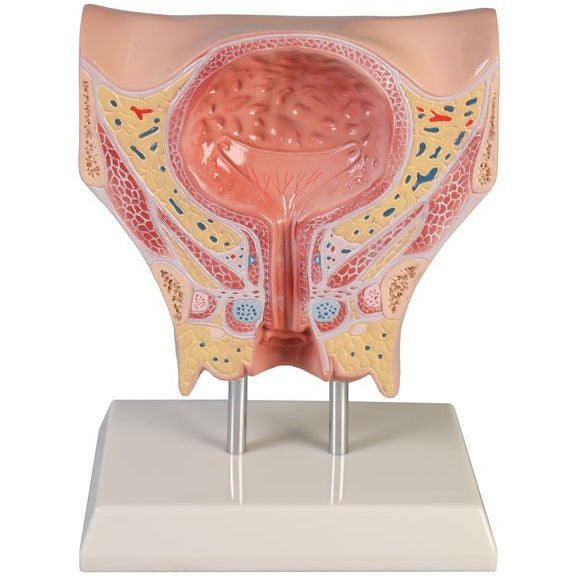 Female Bladder Model