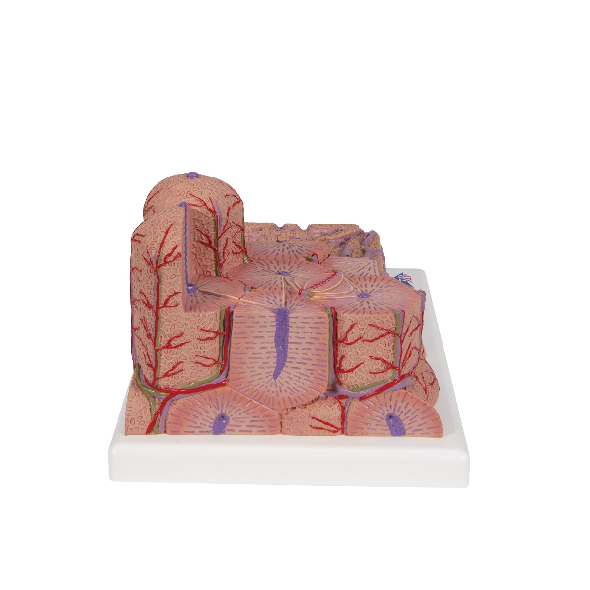 3B MICROanatomy™ Liver Model - 3B Scientific