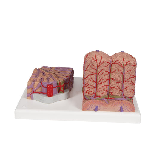 3B MICROanatomy™ Liver Model - 3B Scientific