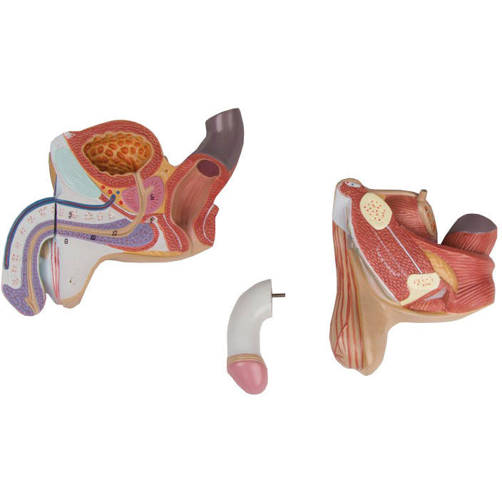 Male Genital Organs Model - 4 Part