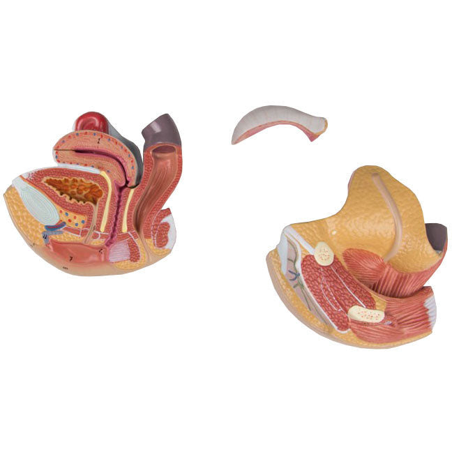 Female Genital Organs Model - 4 Parts