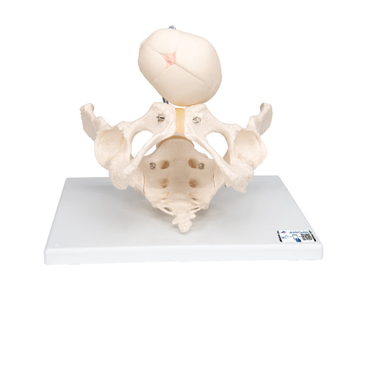 Childbirth Demonstration Pelvis Skeleton Model with Fetal Skull - 3B Scientific