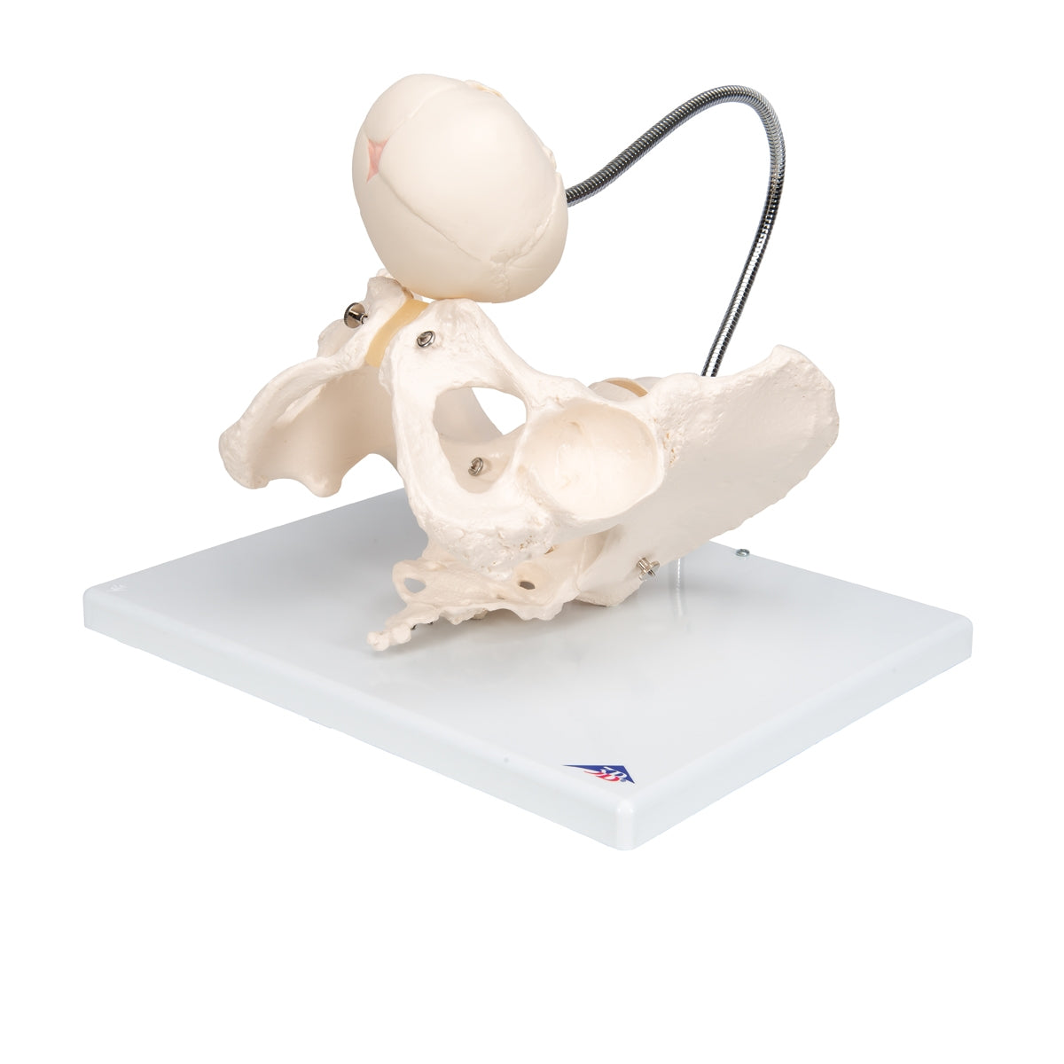 Childbirth Demonstration Pelvis Skeleton Model with Fetal Skull - 3B Scientific