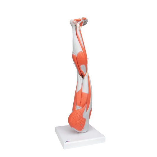 Muscle Leg Model, 3/4 Life-Size, 9 part - 3B Scientific