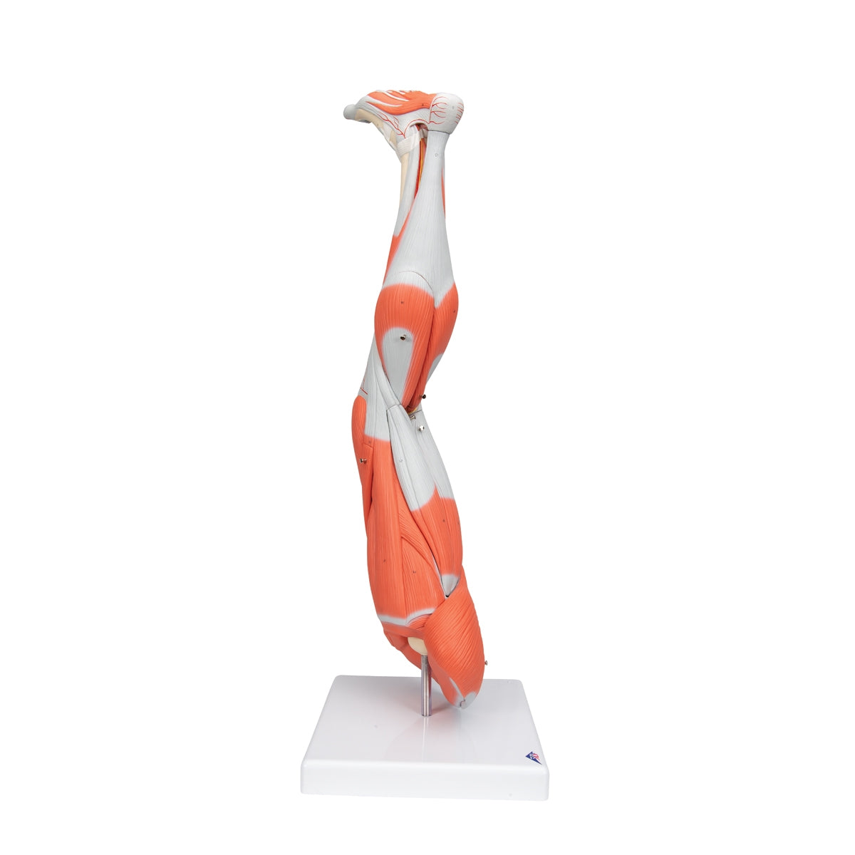 Muscle Leg Model, 3/4 Life-Size, 9 part - 3B Scientific