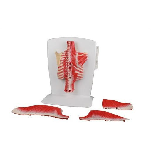Back Muscle Model - 4 Part