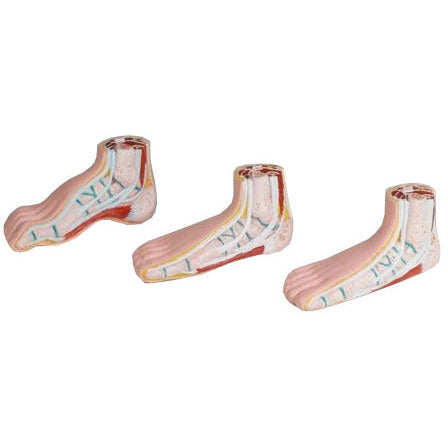 Miniature Feet Model Set