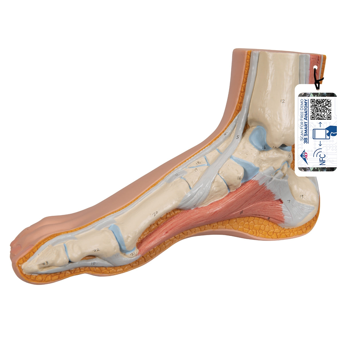 Normal Foot Model - 3B Scientific