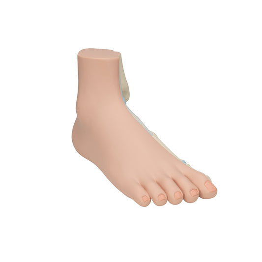 Normal Foot Model - 3B Scientific