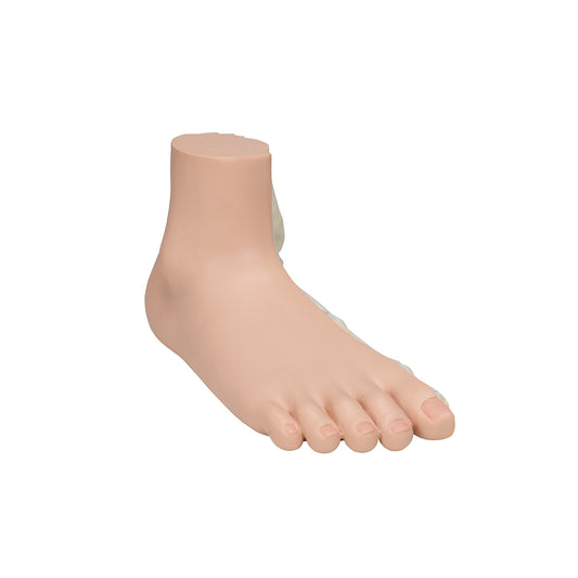 Flat Foot (Pes Planus) Model - 3B Scientific