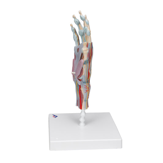Hand Skeleton Model with Ligaments & Muscles - 3B Scientific