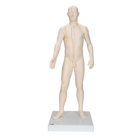 Acupuncture Model, Male - 3B Scientific
