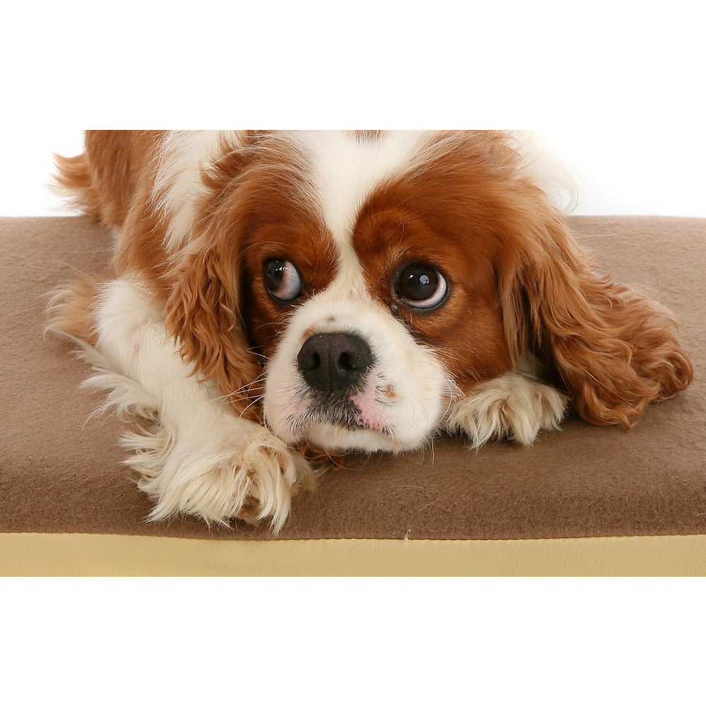 Posture Pal Orthopaedic Bedding 36x24in - MWI Animal Health