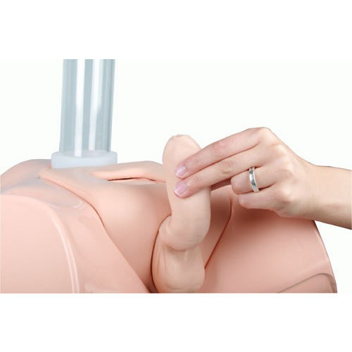 Catheterisation Model - Male