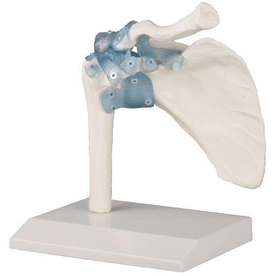 Shoulder Joint With Ligaments With Stand - Erler Zimmer