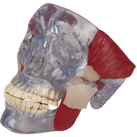 TMJ Joint Model - Erler Zimmer