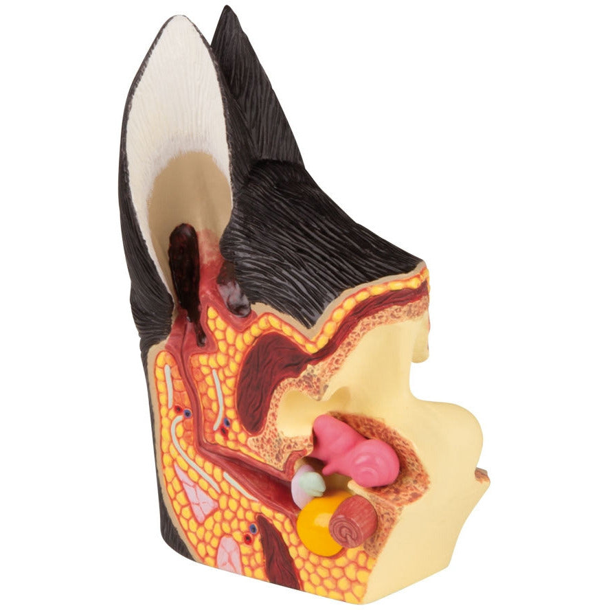 Canine Ear Healthy/Diseased - Erler Zimmer