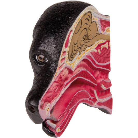 Median Section of a Dog head - Erler Zimmer