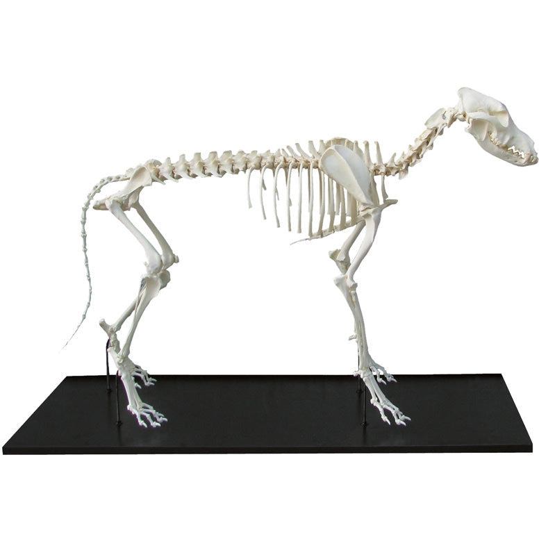 Dog Skeleton Assemled, middle size - Erler Zimmer
