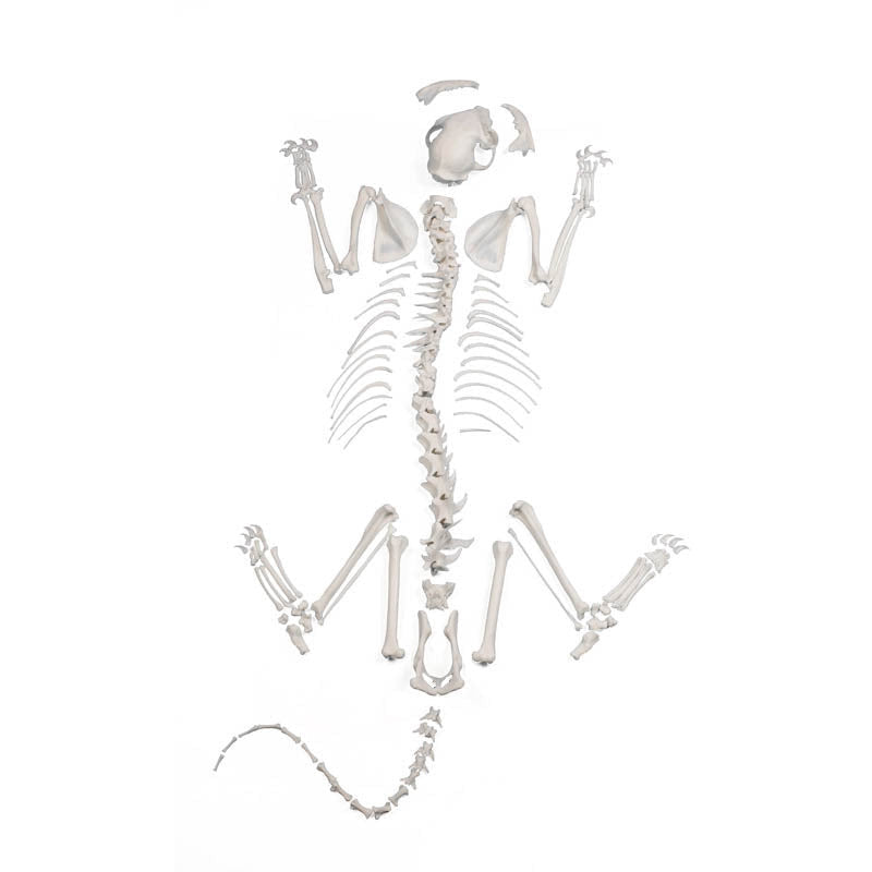 Cat Skeleton Unassembled - Erler Zimmer