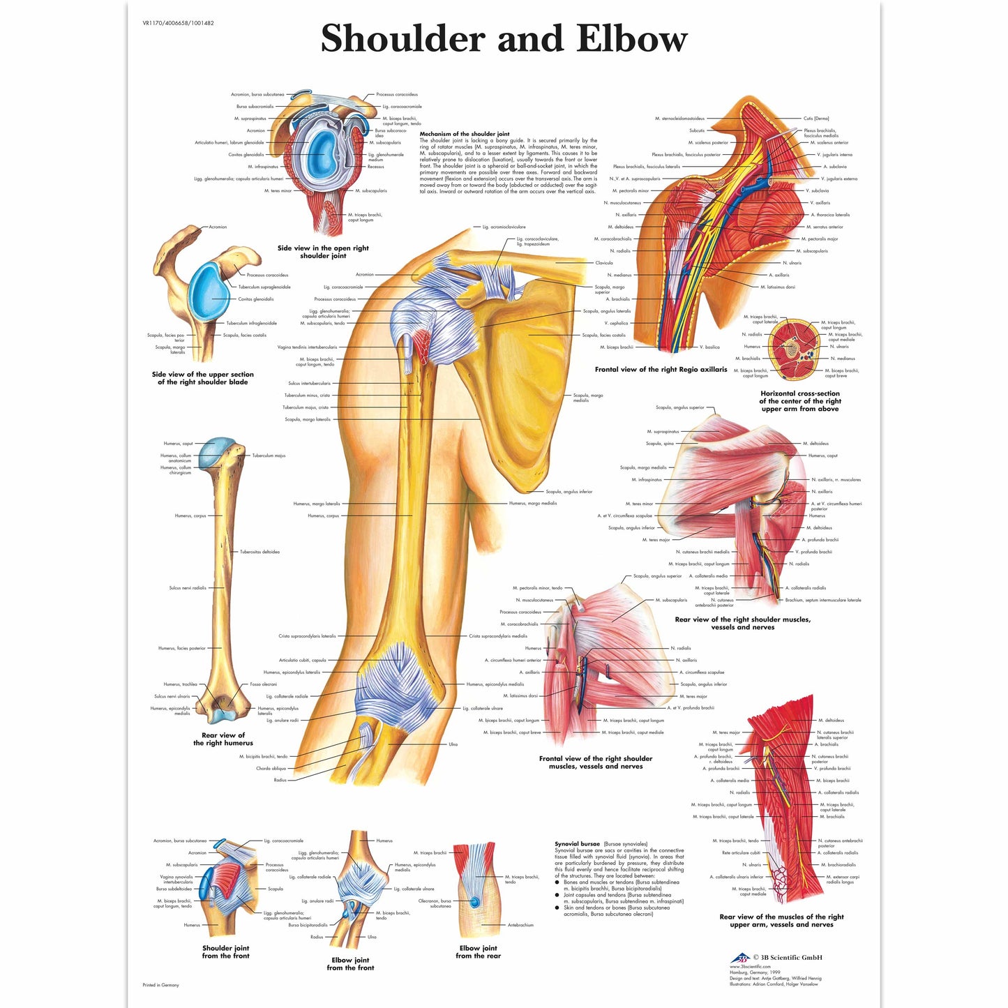 Shoulder and Elbow Chart Paper - 3B Scientific