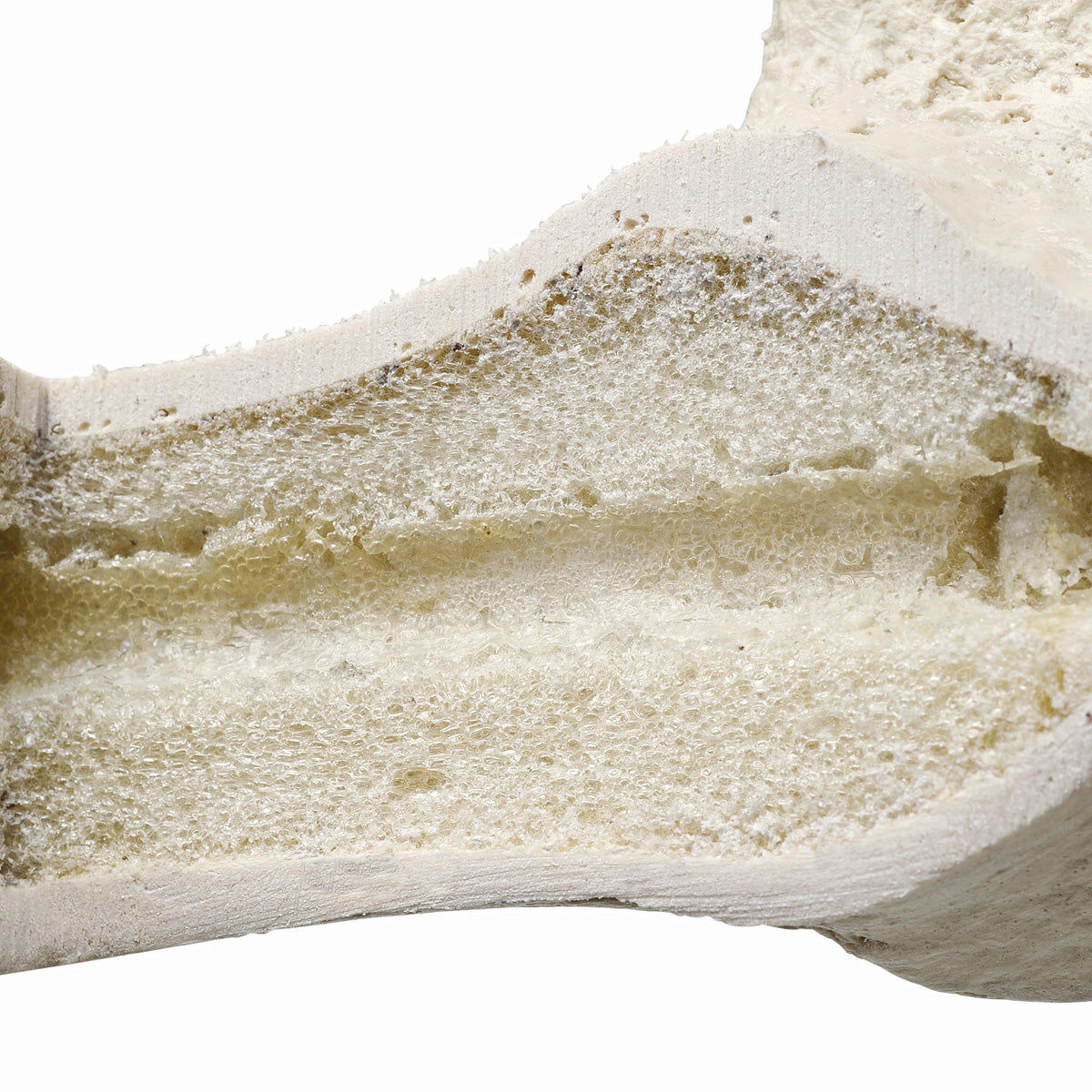 ORTHObones Premium Sacrum - 3B Scientific