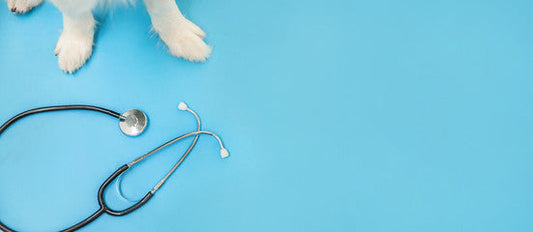Must-Have Veterinary Instruments