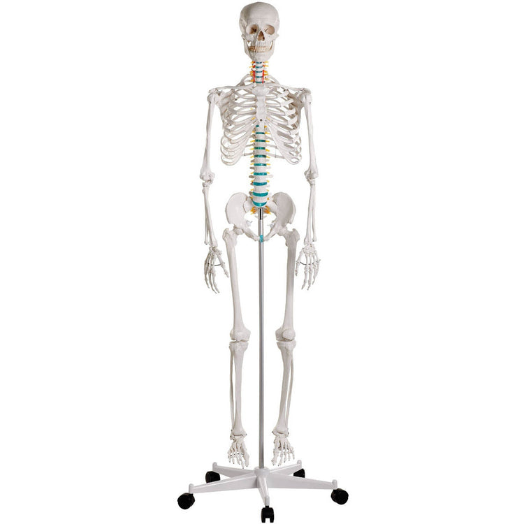 Buy Full Skeletons from Medisave