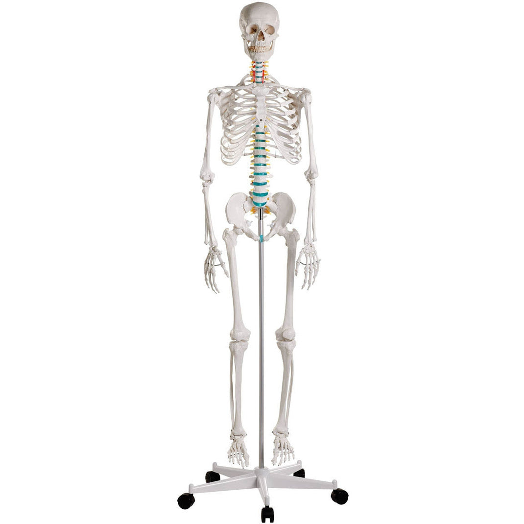 Full Skeletons – Medisave UK