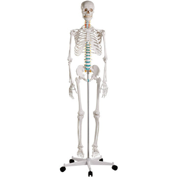 Full Skeletons – Medisave UK