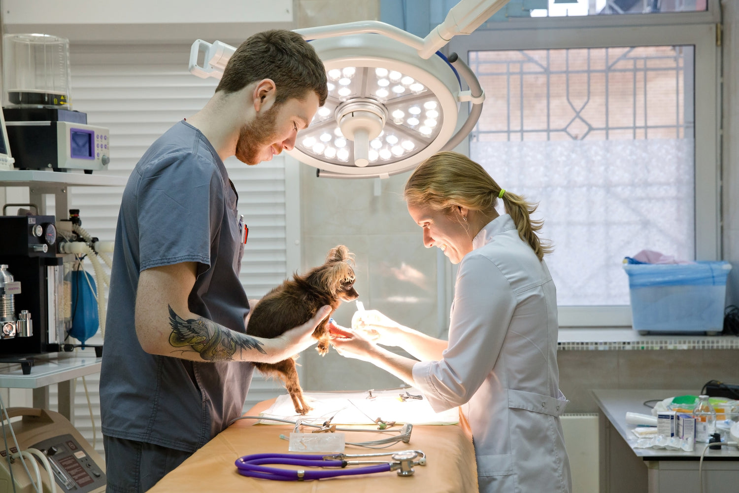 Veterinary Catheters