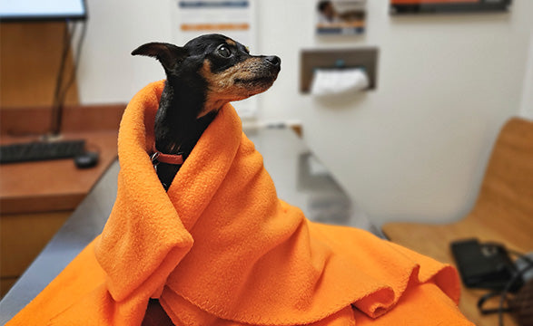 Buy Veterinary Patient Warming from Medisave