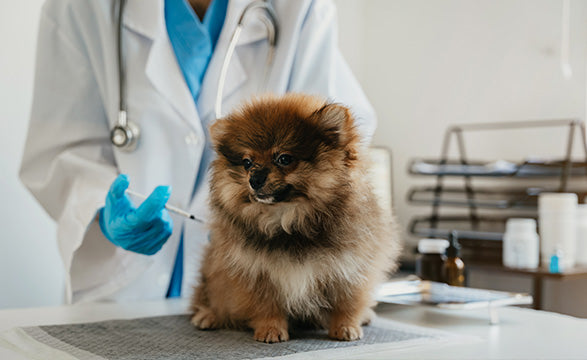 Buy Veterinary Combined Needle & Syringe from Medisave