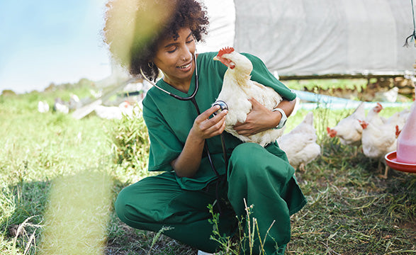 Buy Veterinary Stethoscopes from Medisave