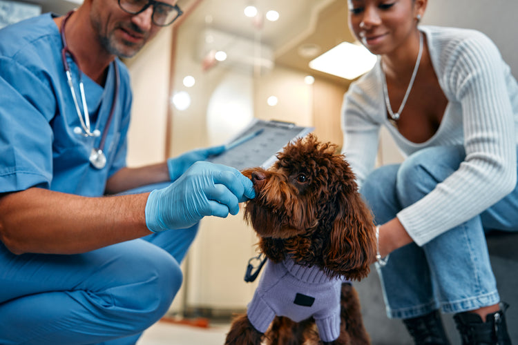 Buy Veterinary ET Tubes from Medisave