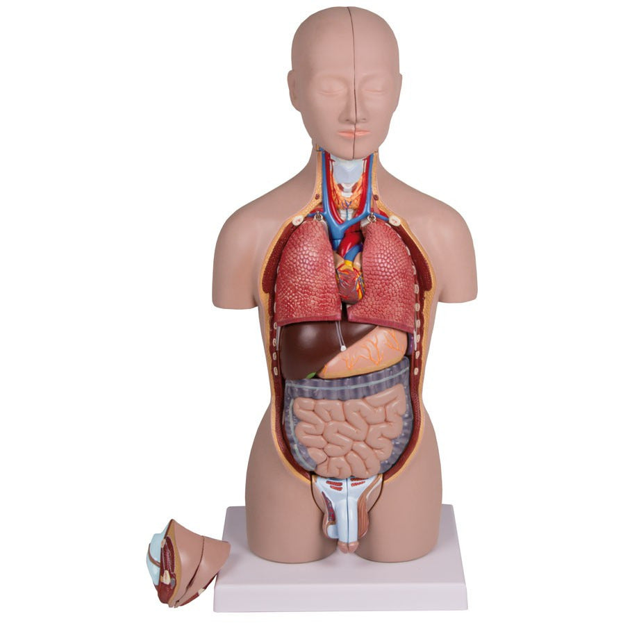 Anatomical Models